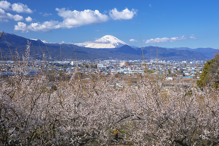 Soga Plum Grove, Kanagawa Prefecture and Mt.