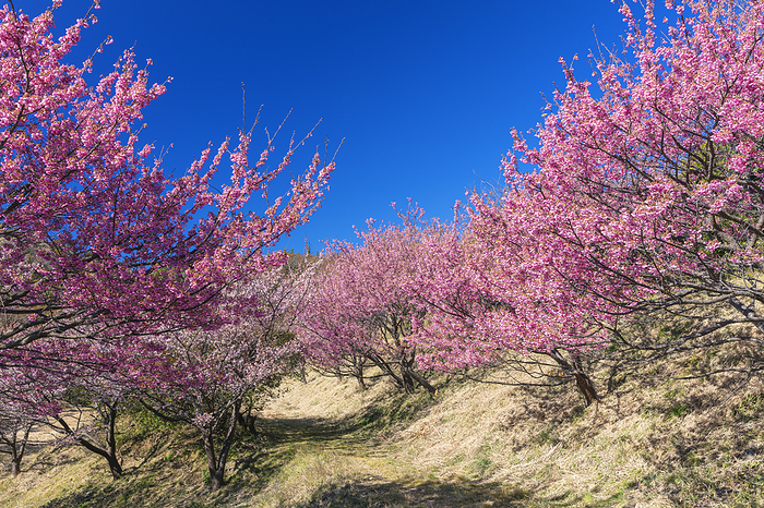 Doi Cherry Blossom Blossom Lover's Cape, Shizuoka Prefecture