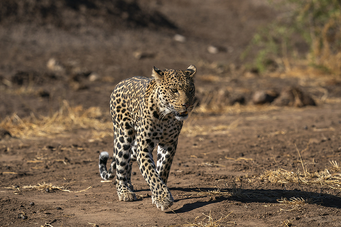 Leopard  Panthera pardus , Mashatu Game Reserve, Botswana. Leopard  Panthera pardus , Mashatu Game Reserve, Botswana, Africa, by Sergio Pitamitz
