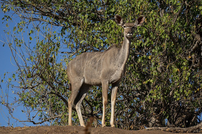 Greater kudu female  Tragelaphus strepsiceros , Mashatu Game Reserve, Botswana. Greater kudu female  Tragelaphus strepsiceros , Mashatu Game Reserve, Botswana, Africa, by Sergio Pitamitz
