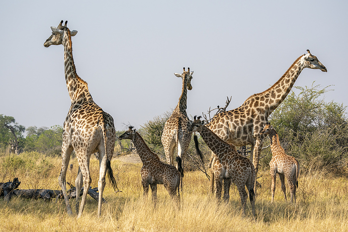 Giraffes  Giraffa camelopardalis  and calves, Okavango Delta, Botswana. Giraffes  Giraffa camelopardalis  and calves, Okavango Delta, Botswana, Africa, by Sergio Pitamitz