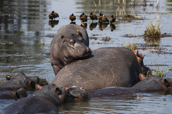 Hippopotamuses  Hippopotamus amphibius  in the river Chobe, Chobe National Park, Botswana. Hippopotamuses  Hippopotamus amphibius  in the river Chobe, Chobe National Park, Botswana, Africa, by Sergio Pitamitz