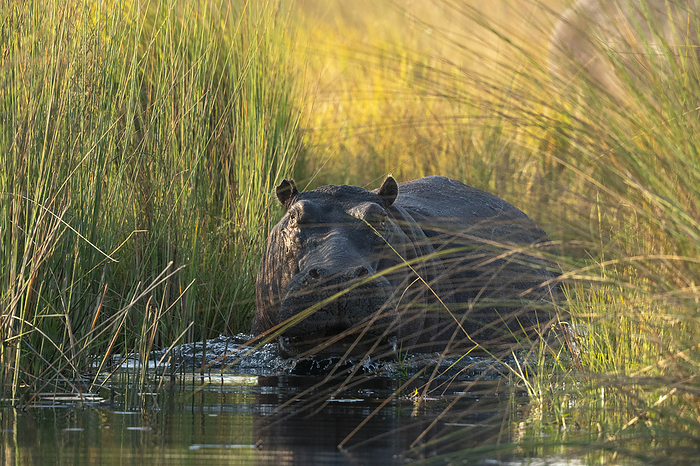 Hippopotamus  Hippopotamus amphibius , Okavango Delta, Botswana. Hippopotamus  Hippopotamus amphibius , Okavango Delta, Botswana, Africa, by Sergio Pitamitz
