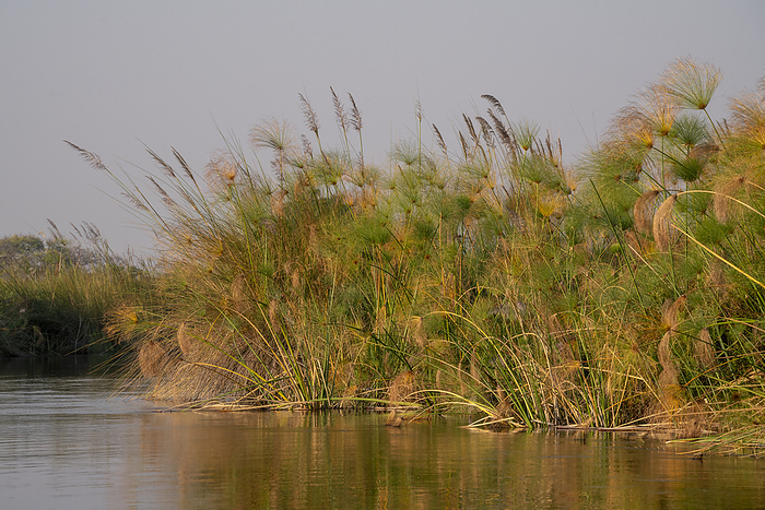 Papyrus  Papyrus sp , Okavango Delta, Botswana. Papyrus  Papyrus sp , Okavango Delta, Botswana, Africa, by Sergio Pitamitz