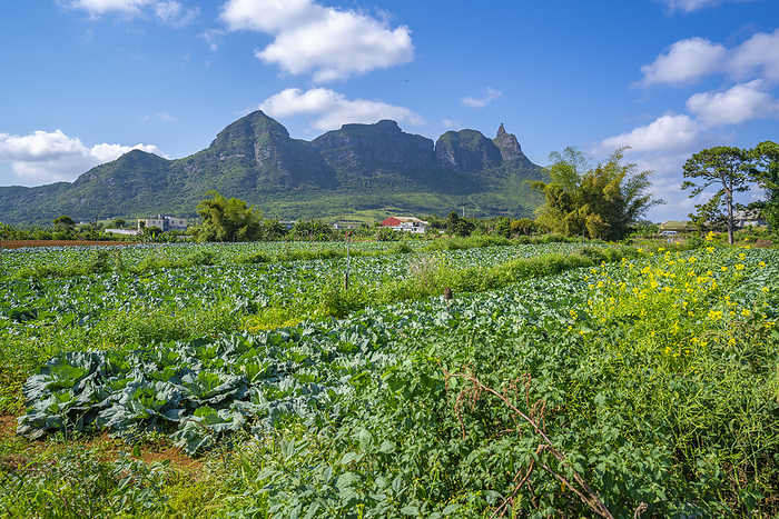 View of farm land and mountains from near Ripailles, Mauritius, Indian Ocean, Africa View of farm land and mountains from near Ripailles, Mauritius, Indian Ocean, Africa, by Frank Fell