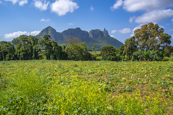 View of farm land and mountains from near Ripailles, Mauritius, Indian Ocean, Africa View of farm land and mountains from near Ripailles, Mauritius, Indian Ocean, Africa, by Frank Fell