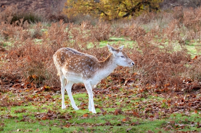 Fallow Deer at Knole Park, near Sevenoaks, Kent, UK. Fallow Deer at Knole Park, near Sevenoaks, Kent, England, United Kingdom, Europe, by Barry Davis