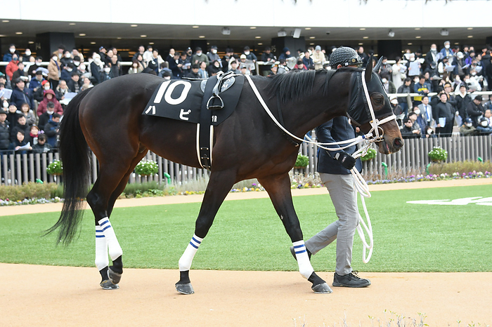 2024 Aldebaran Stakes 2024 02 03 KYOTO 11R Salaried 4 years old Open Aldebaran S ALDEBARAN STAKES 2nd   2 favorite Hapi  Kyoto Racecourse in Kyoto, Japan on February 3, 2024.