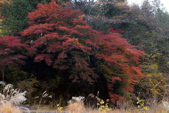 Autumn colors of Ontake Valley Tokyo