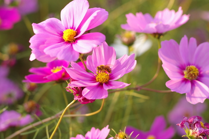 Cosmos flowers and bees
