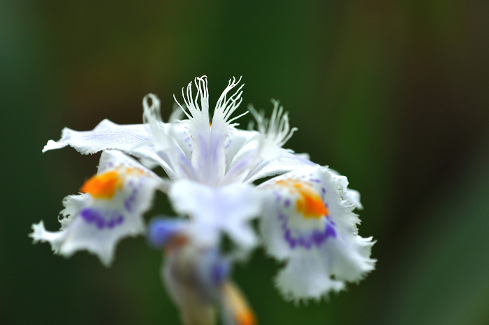 White shagga flower blooming in the field Macro shot