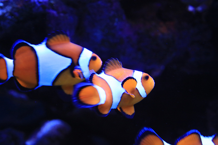Clownfish Tokyo