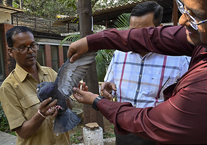 MUMBAI, INDIA JANUARY 30: Dr Mayur Dangar and Chief Medical Supritendent Colonel Dr B B Kulkarni inspecting the detained MUMBAI, INDIA JANUARY 30: Dr Mayur Dangar and Chief Medical Supritendent Colonel Dr B B Kulkarni inspecting the detained pigeon before releasing after getting clearance from Police dept, at BSPCA, on January 30, 2024 in Mumbai, India. A pigeon held captive for eight months on alleged charges of being a Chinese spy, was finally released and took flight after intervention by the People for the Ethical Treatment of Animals PETA India. The pigeon was caught near the Pir Pau Jetty in Chembur in May 2023 by the RCF Police Station after they found a message on the birds wings in illegible letters, suspected to be a Chinese language. Photo by Anshuman Poyrekar Hindustan Times  Suspected Chinese spy Pigeon Freed After Eight Mo PUBLICATIONxNOTxINxIND