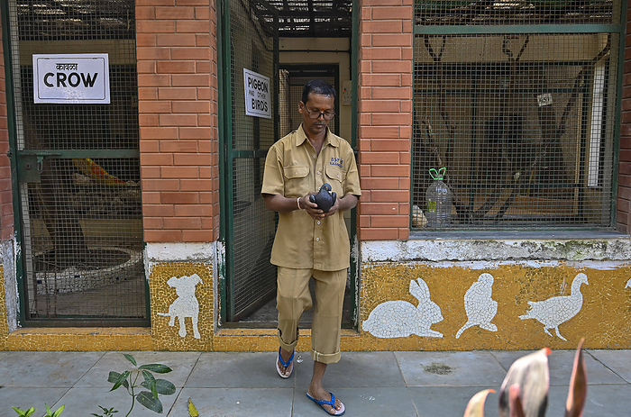 MUMBAI, INDIA JANUARY 30: Staff of Animal hospital hold detained pigeon before releasing after getting clearance from Po MUMBAI, INDIA JANUARY 30: Staff of Animal hospital hold detained pigeon before releasing after getting clearance from Police dept, at BSPCA, on January 30, 2024 in Mumbai, India. A pigeon held captive for eight months on alleged charges of being a Chinese spy, was finally released and took flight after intervention by the People for the Ethical Treatment of Animals PETA India. The pigeon was caught near the Pir Pau Jetty in Chembur in May 2023 by the RCF Police Station after they found a message on the birds wings in illegible letters, suspected to be a Chinese language. Photo by Anshuman Poyrekar Hindustan Times  Suspected Chinese spy Pigeon Freed After Eight Months From Hospitals Custody After PETA Intervention PUBLICATIONxNOTxINxIND