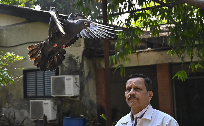MUMBAI, INDIA JANUARY 30: Chief Medical Supritendent Colonel Dr B B Kulkarni released the detained pigeon after getting  MUMBAI, INDIA JANUARY 30: Chief Medical Supritendent Colonel Dr B B Kulkarni released the detained pigeon after getting clearance from Police dept, at BSPCA, on January 30, 2024 in Mumbai, India. A pigeon held captive for eight months on alleged charges of being a Chinese spy, was finally released and took flight after intervention by the People for the Ethical Treatment of Animals PETA India. The pigeon was caught near the Pir Pau Jetty in Chembur in May 2023 by the RCF Police Station after they found a message on the birds wings in illegible letters, suspected to be a Chinese language. Photo by Anshuman Poyrekar Hindustan Times  Suspected Chinese spy Pigeon Freed After Eight Months From Hospitals Custody After PE PUBLICATIONxNOTxINxIND