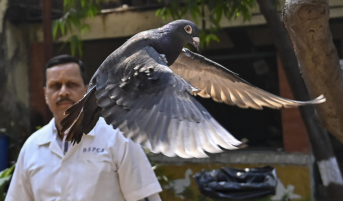 MUMBAI, INDIA JANUARY 30: Chief Medical Supritendent Colonel Dr B B Kulkarni released the detained pigeon after getting  MUMBAI, INDIA JANUARY 30: Chief Medical Supritendent Colonel Dr B B Kulkarni released the detained pigeon after getting clearance from Police dept, at BSPCA, on January 30, 2024 in Mumbai, India. A pigeon held captive for eight months on alleged charges of being a Chinese spy, was finally released and took flight after intervention by the People for the Ethical Treatment of Animals PETA India. The pigeon was caught near the Pir Pau Jetty in Chembur in May 2023 by the RCF Police Station after they found a message on the birds wings in illegible letters, suspected to be a Chinese language. Photo by Anshuman Poyrekar Hindustan Times  Suspected Chinese spy Pigeon Freed After Eight Months From Hospitals Custody After PE PUBLICATIONxNOTxINxIND