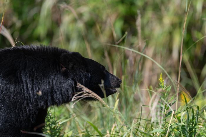 A black bear roaming around