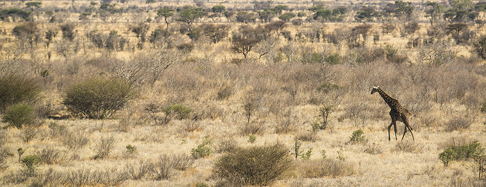 Giraffe (Giraffa camelopardalis) traversing the parched landscape in the Kalahari Desert of Botswana; Botswana, by Michael Melford / Design Pics