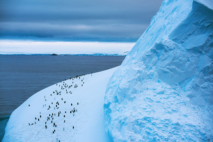 Gentoo penguins (Pygoscelis papua) on an iceberg in Antarctica; Antarctica, by Michael Melford / Design Pics