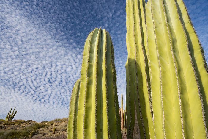 Close-up view of cacti against a cloud studded blue sky; Baja California, Mexico, by Michael Melford / Design Pics