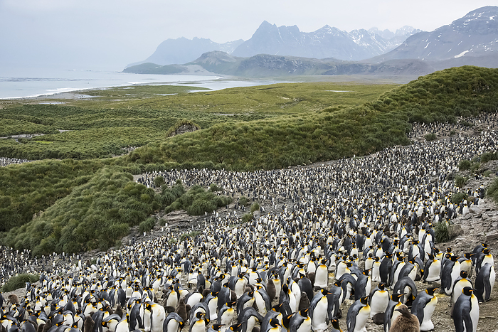 Large colony of King penguins (Aptenodytes patagonicus) on Salisbury Plain; Salisbury Plain, South Georgia Islands, by Michael Melford / Design Pics