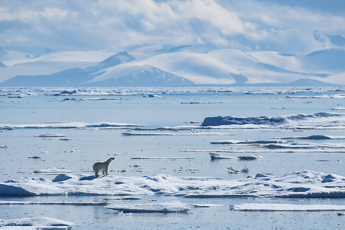 Polar bear (Ursus maritimus) on the edge of sea ice; Baffin Island, Nunavut, Canada, by Michael Melford / Design Pics