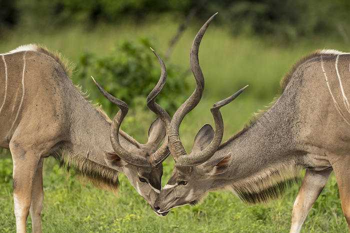 Two young male Kudu (Tragelaphus strepsiceros) smell each other in wetlands; Okavango Delta, Botswana, by Michael Melford / Design Pics