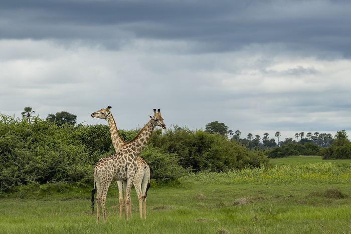 Male and female giraffe on the plains of the Okavango Delta; Okavango Delta, Botswana, by Michael Melford / Design Pics