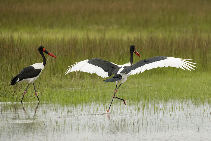 Pair of Saddle-billed storks (Ephippiorhynchus senegalensis) during the wet season; Okavango Delta, Botswana, by Michael Melford / Design Pics