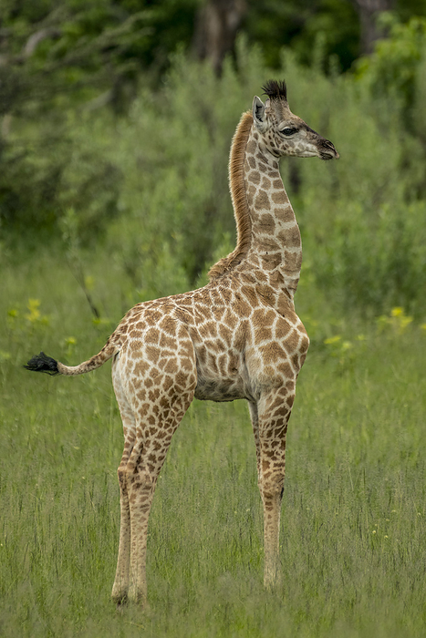 Close-up portrait of the profile view of a young giraffe; Okavango Delta, Botswana, by Michael Melford / Design Pics
