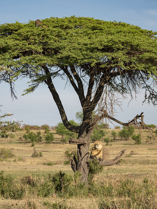 Lion (Panthera leo) climbs a tree in pursuit of a leopard (Panthera pardus) in Serengeti National Park; Tanzania, by Michael Melford / Design Pics