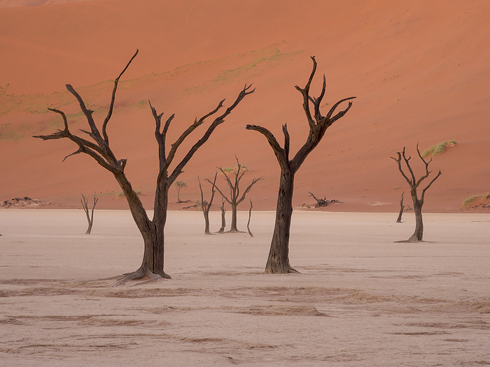 Dead camel thorn trees (Acacia erioloba) stand where Tsauchab river once flowed in Namib-Naukluft Park; Deadvlei, Sossusvlei, Namibia, by Michael Melford / Design Pics