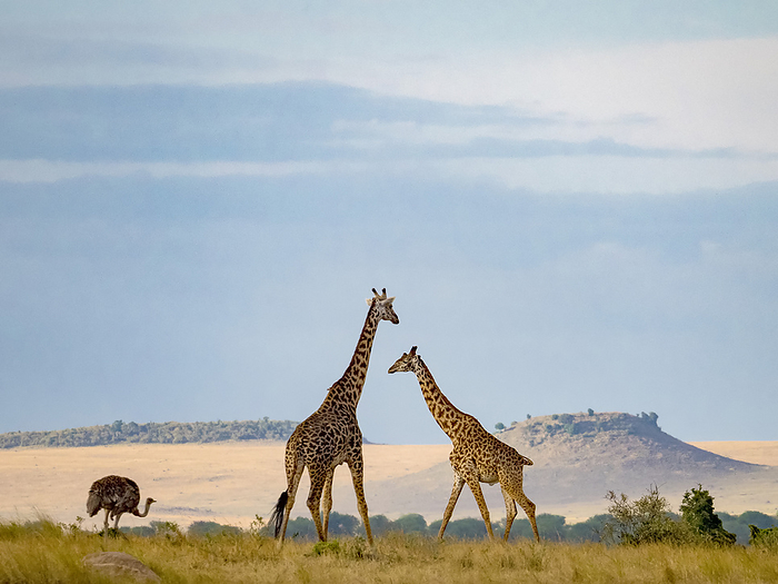 Masai giraffe (Giraffa camelopardalis tippelskirchii) and ostrich in the background in Serengeti National Park; Kogatende, Tanzania, by Michael Melford / Design Pics