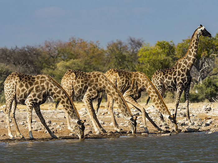 Angolan giraffes (Giraffa giraffa angolensis) line up for a drink at a watering hole in Etosha National Park; Okaukuejo, Kunene, Namibia, by Michael Melford / Design Pics
