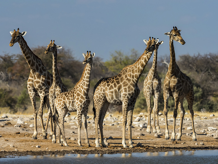 Angolan giraffes (Giraffa giraffa angolensis) arrive at a watering hole in Etosha National Park; Okaukuejo, Kunene, Namibia, by Michael Melford / Design Pics