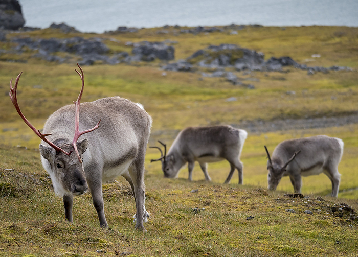 Grazing Svalbard reindeer (Rangifer tarandus platyrhynchus), a male and two females; Spitsbergen, Svalbard, Norway, by Michael Melford / Design Pics