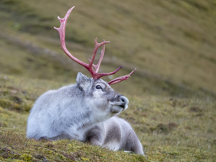 Male Svalbard reindeer (Rangifer tarandus platyrhynchus) lies on the ground; Spitsbergen, Svalbard, Norway, by Michael Melford / Design Pics