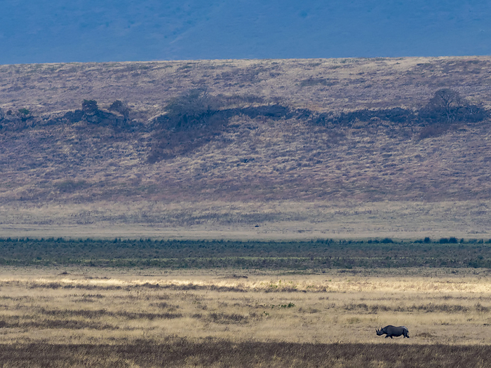 Black rhino (Diceros bicornis) walks in a distance at Ngorongoro Crater; Arusha region, Tanzania, by Michael Melford / Design Pics