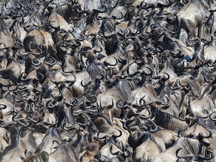 Large herd of wildebeest migrate across the Mara River in Serengeti National Park; Kogatende, Tanzania, by Michael Melford / Design Pics