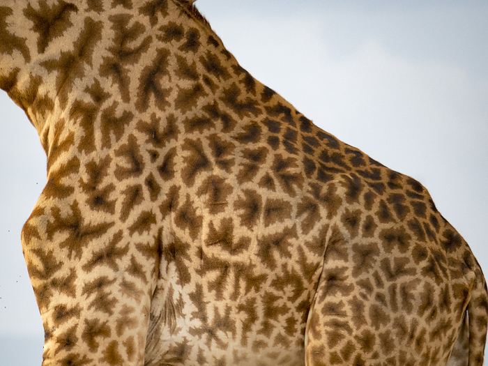 Detail view of a giraffe's coat (Giraffa camelopardalis tippelskirchii) in Serengeti National Park; Kogatende, Tanzania, by Michael Melford / Design Pics