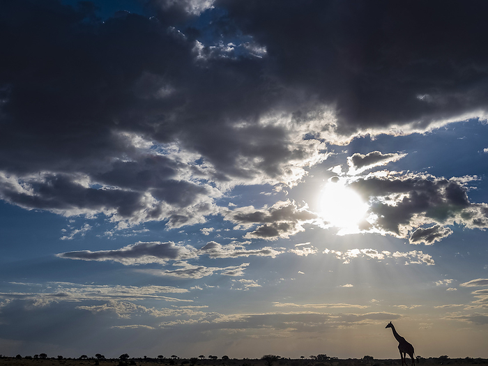 Masai giraffe (Giraffa camelopardalis tippelskirchii) silhouetted by the sun in the distance in Serengeti National Park; Kogatende, Tanzania, by Michael Melford / Design Pics