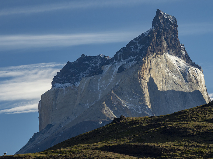 Lone Guanaco (Lama guanicoe) is dwarfed by the mountains in Torres del Paine National Park; Patagonia, Chile, by Michael Melford / Design Pics