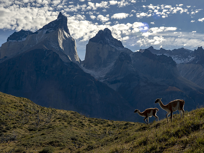 Two Guanaco (Lama guanicoe) and the mountain backdrop in Torres del Paine National Park; Patagonia, Chile, by Michael Melford / Design Pics