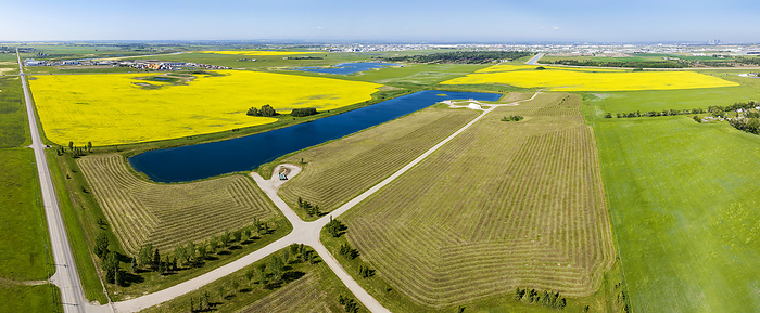 Aerial panorama of a golden canola field surrounded by harvest lines of a cut grain field with blue sky, east of Calgary, Alberta; Alberta, Canada, by Michael Interisano / Design Pics