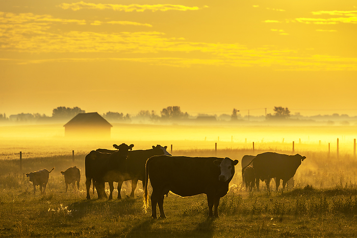 Cattle with young calves in a farmyard with a glowing layer of fog and golden light at sunrise, East of Calgary, Alberta; Alberta, Canada, by Michael Interisano / Design Pics