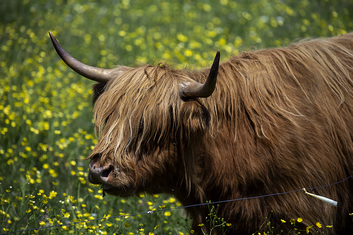 Scottish Highland Bull cattle; Bear River, Nova Scotia, Canada, by Mark Jurkovic / Design Pics