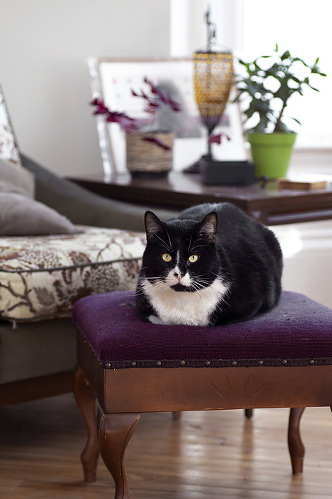Portrait of a house cat (Felis silvestris catus) on a footstool at home, by Mark Jurkovic / Design Pics