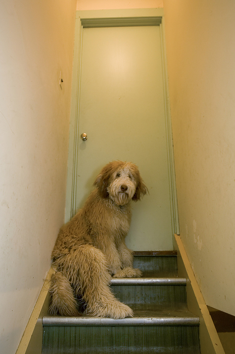 Goldendoodle puppy climbs steps from the basement at home; Lincoln, Nebraska, United States of America, by Joel Sartore Photography / Design Pics