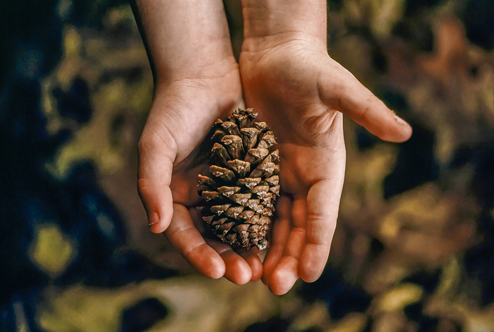 Pine cone in a child's hands; Gibbon, Nebraska, United States of America, by Joel Sartore Photography / Design Pics