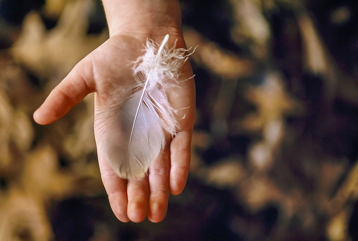 White feather in a child's hand; Gibbon, Nebraska, United States of America, by Joel Sartore Photography / Design Pics